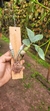 Dendrobium capituliflorum - comprar online