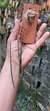 Acianthera hatschbachii - comprar online