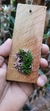 Acianthera aveniformis (G) - loja online