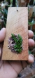Acianthera aveniformis (G) na internet
