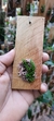 Acianthera aveniformis (G) - comprar online