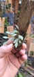 Anathallis dryadum - comprar online