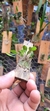 Anathallis dryadum