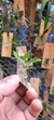 Anathallis dryadum - loja online