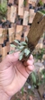 Anathallis dryadum - Orquidário Aparecida