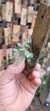 Anathallis dryadum - comprar online