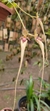 Bulbophyllum nudda - comprar online