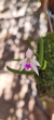 Imagem do Leptotes bicolor X Leptotes tenuis