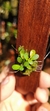 Anathallis barbulata na internet