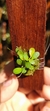 Anathallis barbulata - Orquidário Aparecida