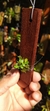 Anathallis barbulata