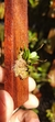Anathallis barbulata - loja online