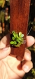 Anathallis barbulata - comprar online
