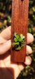 Anathallis barbulata na internet