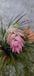 Imagem do Tillandsia stricta (Familia das Bromeliaceae)