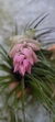 Tillandsia stricta (Familia das Bromeliaceae) - loja online