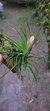 Tillandsia stricta (Familia das Bromeliaceae) - Orquidário Aparecida