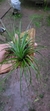 Tillandsia stricta (Familia das Bromeliaceae) - comprar online