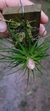 Tillandsia stricta (Familia das Bromeliaceae)