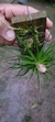 Imagem do Tillandsia stricta (Familia das Bromeliaceae)