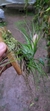 Tillandsia stricta (Familia das Bromeliaceae) - Orquidário Aparecida