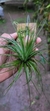 Tillandsia stricta (Familia das Bromeliaceae) na internet