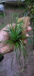 Tillandsia stricta (Familia das Bromeliaceae) - comprar online