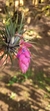 Tillandsia stricta (Familia das Bromeliaceae)