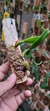 Bulbophyllum fascinator var. corazonae - comprar online