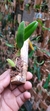 Bulbophyllum fascinator var. corazonae