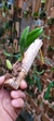 Bulbophyllum fascinator var. corazonae - loja online
