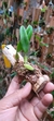Bulbophyllum fascinator var. corazonae - Orquidário Aparecida