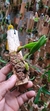 Bulbophyllum fascinator var. corazonae na internet