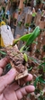Bulbophyllum fascinator var. corazonae - comprar online