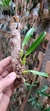 Bulbophyllum biflorum - comprar online