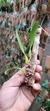 Bulbophyllum biflorum - loja online
