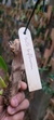 Bulbophyllum biflorum