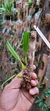 Bulbophyllum biflorum na internet