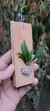 Dryadella aviceps (P) - comprar online