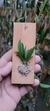 Dryadella aviceps (P)
