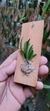 Imagem do Dryadella aviceps (P)