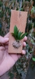 Dryadella aviceps (P) - comprar online