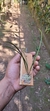 Octomeria yauaperyensis - comprar online