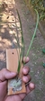Octomeria yauaperyensis na internet
