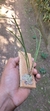 Octomeria yauaperyensis