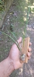 Octomeria yauaperyensis na internet