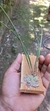 Octomeria yauaperyensis - loja online
