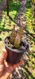 Cyrtopodium parviflorum - comprar online