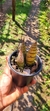 Cyrtopodium parviflorum