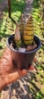 Imagem do Cyrtopodium parviflorum